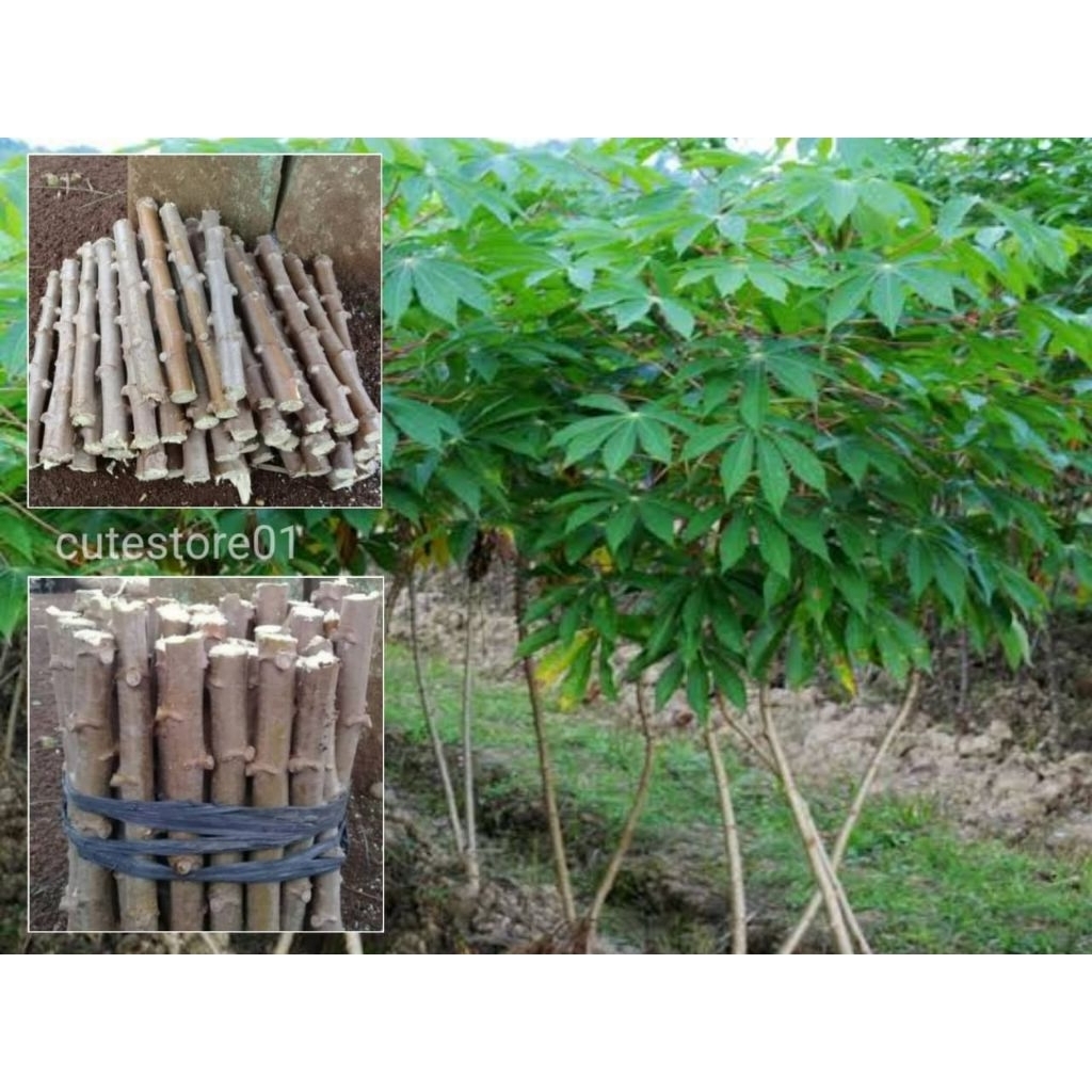 

Bibit Singkong Mentega Sayur 30cm Perpotong