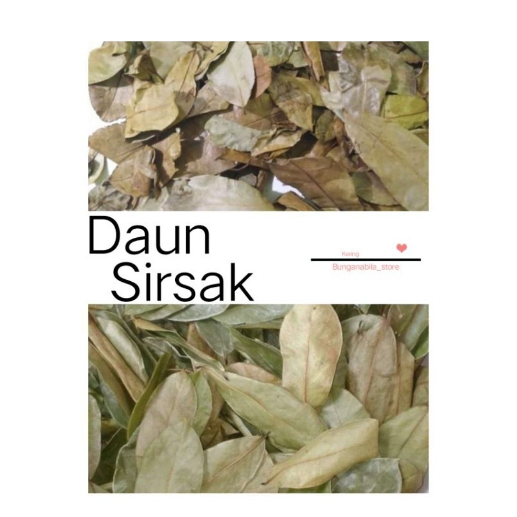

daun sirsak kering 100 gram / daun herbal / obat herbal alami / obat sakit