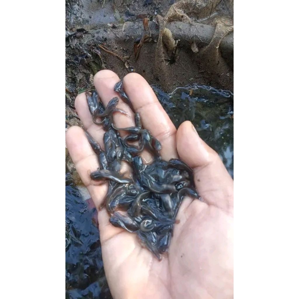 Bibit ikan lele ukuran 2-3cm paketan isi 25