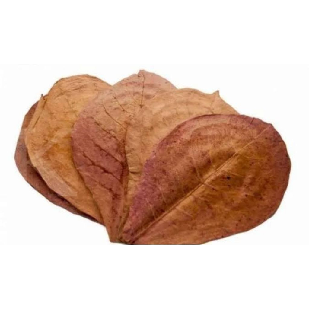 

DAUN KETAPANG KERING