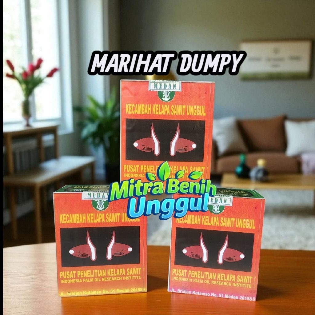 Benih kecambah sawit unggul marihat dumpy