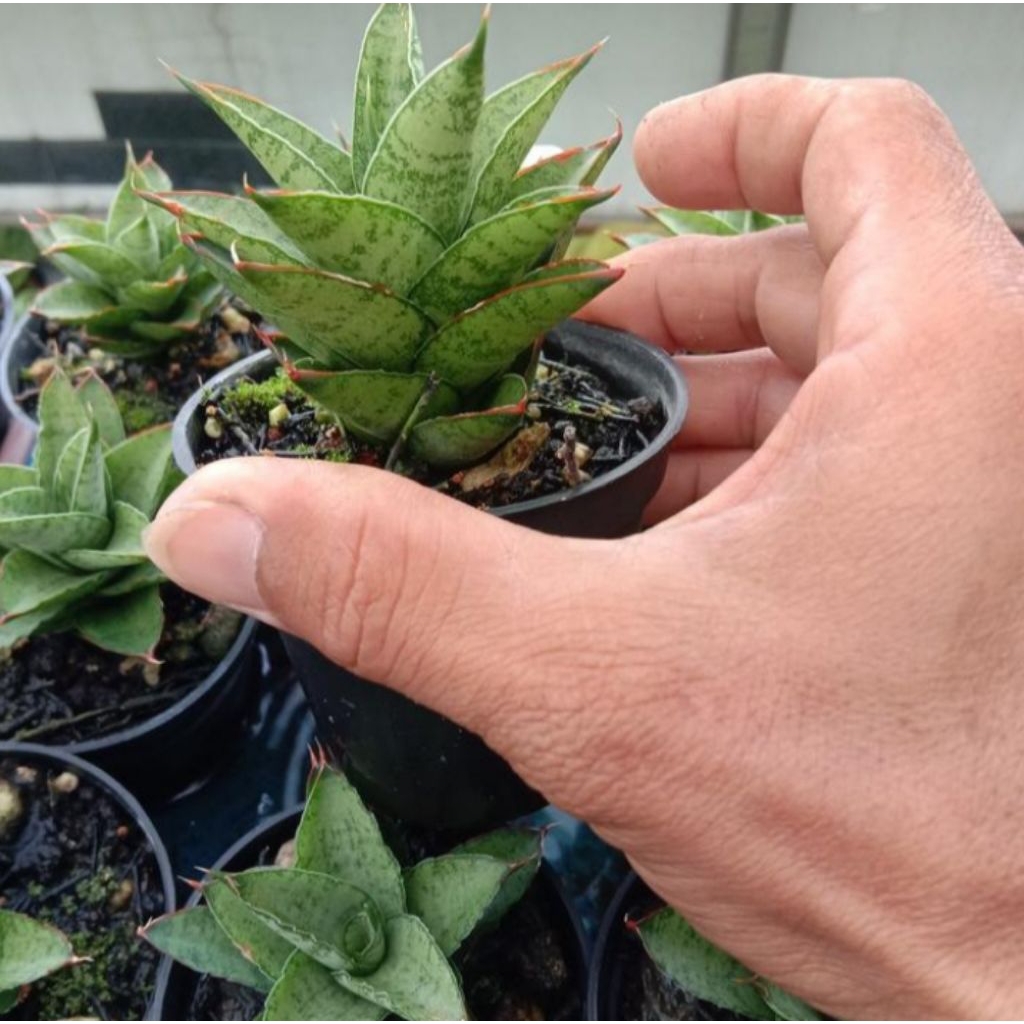 sansevieria pagoda / lidah mertua