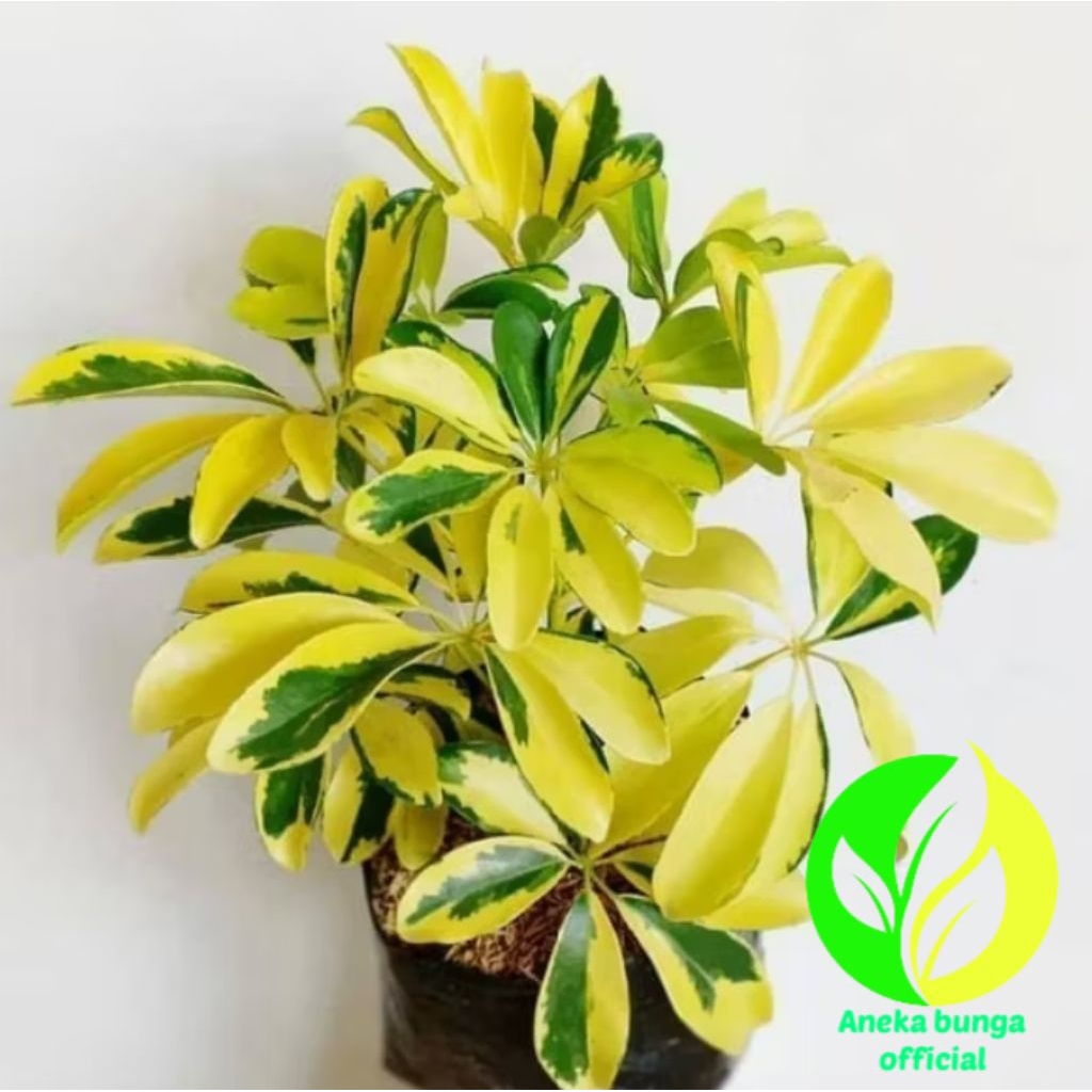 POHON WALISONGO GOLDEN VARIGATA / TANAMAN HIAS WALISONGO GOLDEN