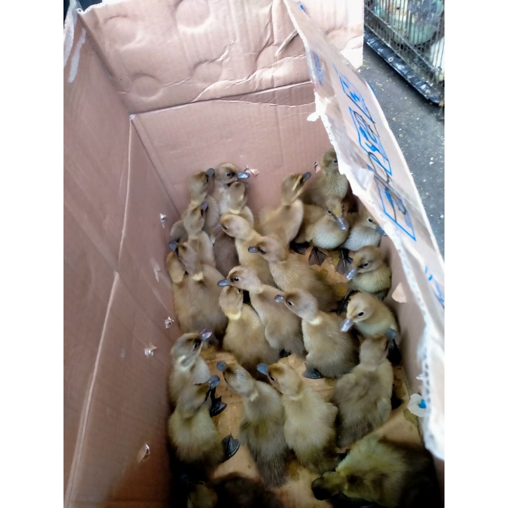 DOD/ANAK BEBEK PETELUR BETINA 1 BOX