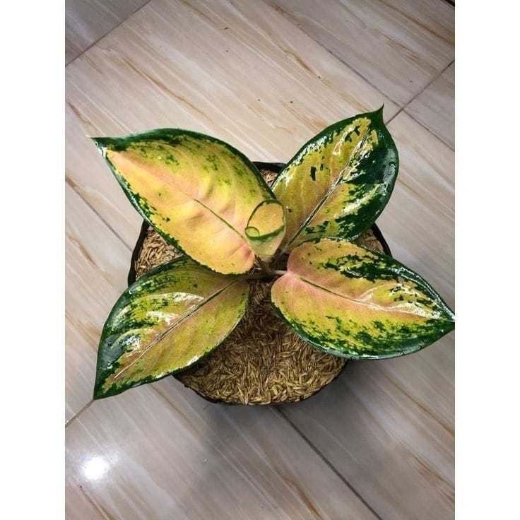 PROMO  Sultan Brunei / Aglaonema Sultan Brunei