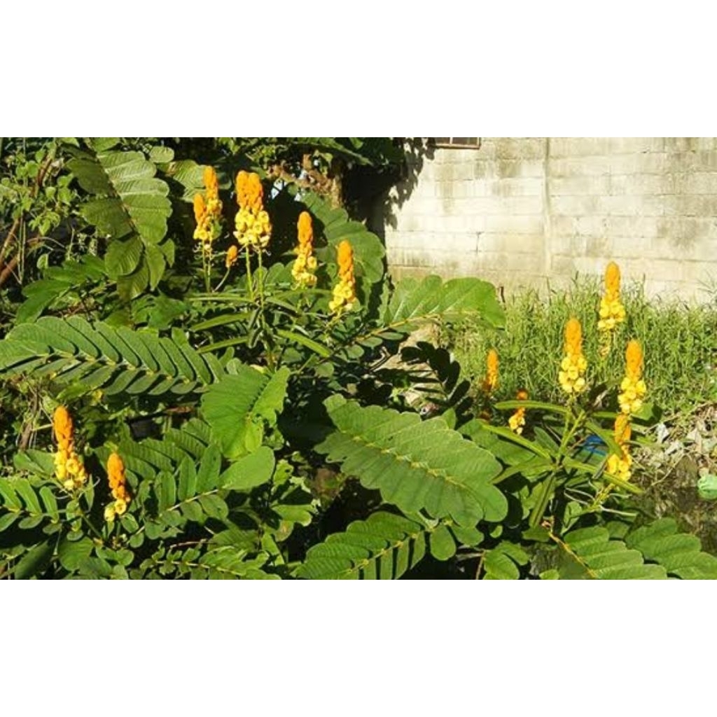 

Daun ketepeng asli organik berat 100gr rempah asli indonesia