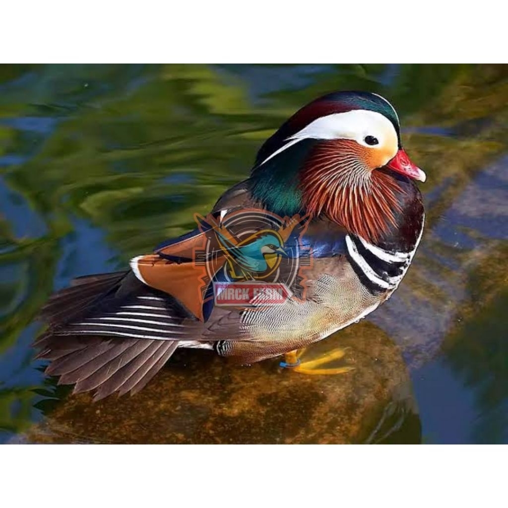 

Telur bebek mandarin fertil siap ditetaskan grade A++