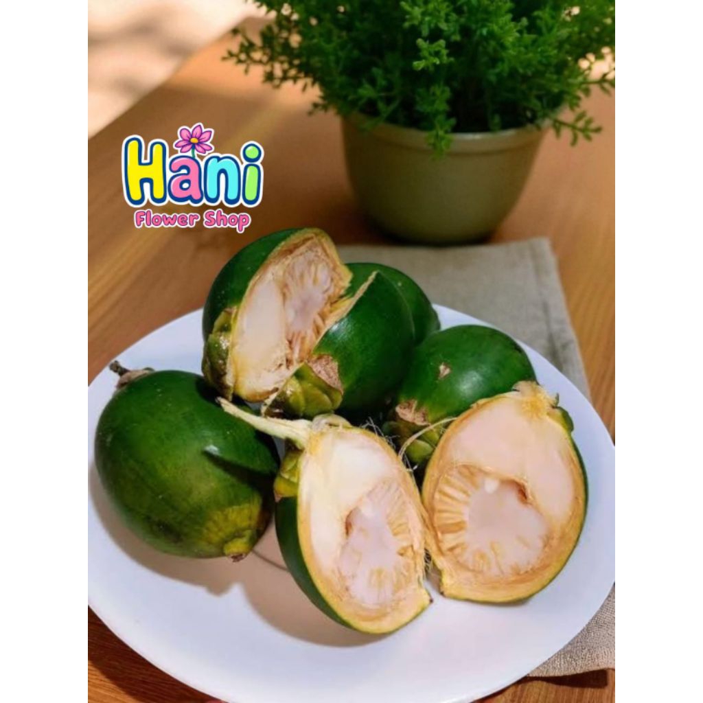 

BUAH PINANG HIJAU SEGAR ( JAMBE) 10 PCS