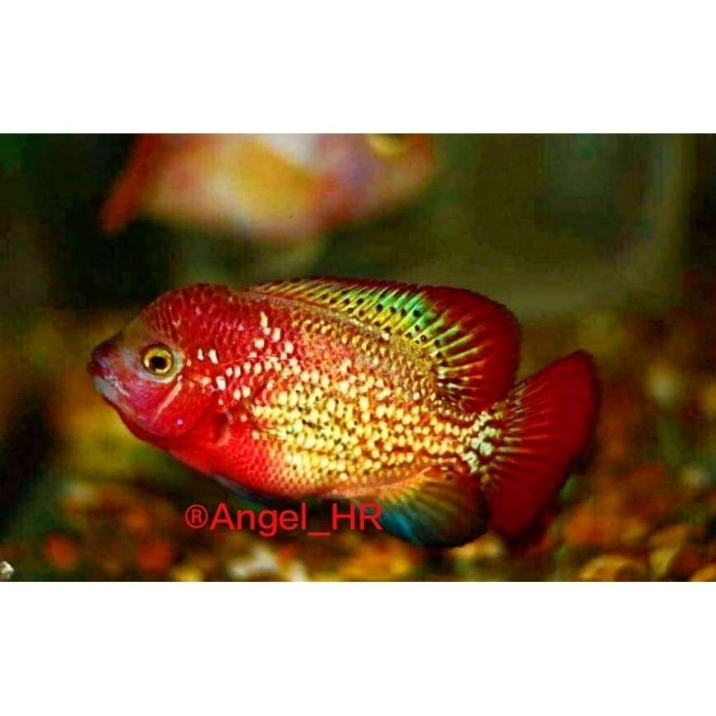 Burayak vieja synspilum HB kamfa f1 SPR red