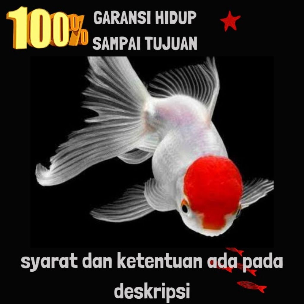 KOKI ORANDA RED CUP JUMBO ROSTYALE (SZ TELUR AYAM DEWASA)