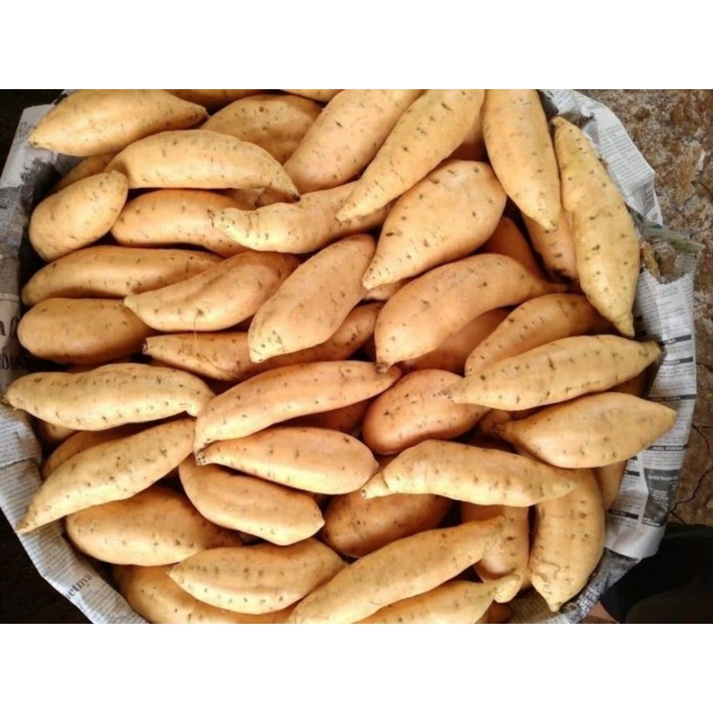 

Ubi Madu Cilembu Ukuran Besar Fresh 1 Kg Asli Tegal