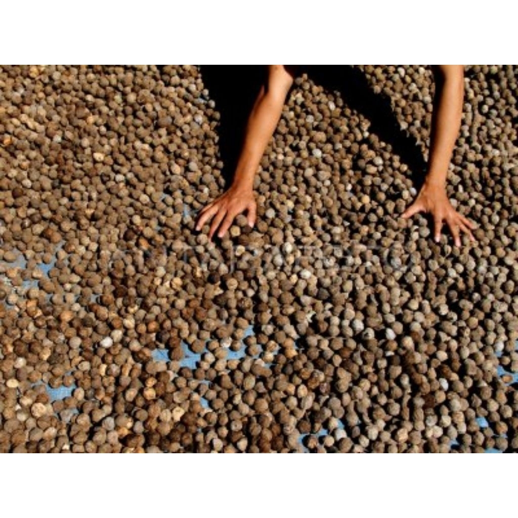 

kemiri bulat cangkang 5 KG