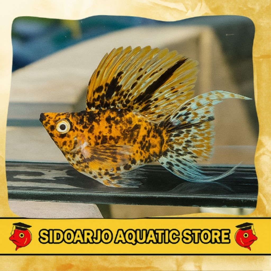 HIASAN AKUARIUM INDUKAN MOLLY BALON CALICO CAWANG / JENIS GENDUT / JENIS SHORT BODY