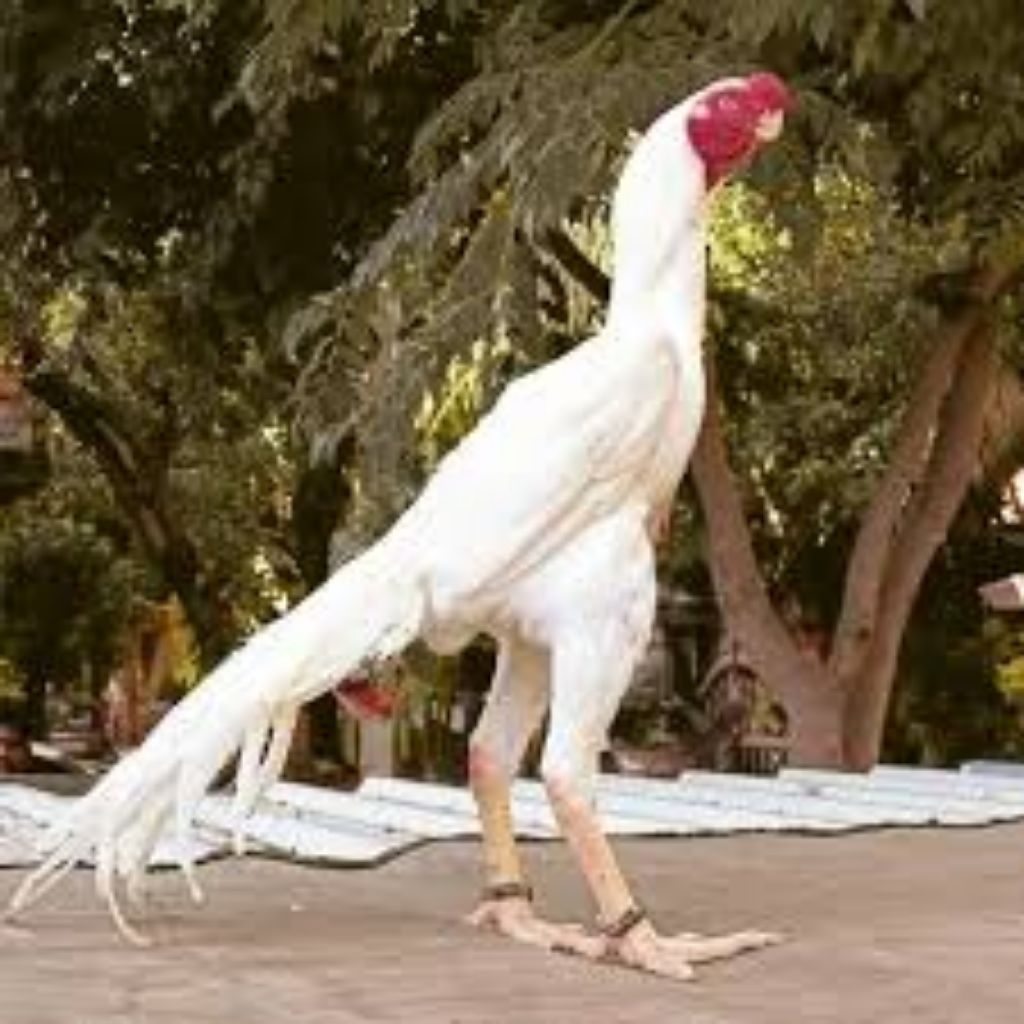 

Paket hemat 5 Telur Ayam Assel Parrot Ori fertil siap untuk ditetaskan