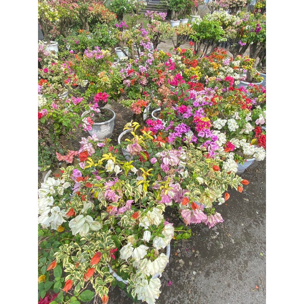 Bugenvil Grafting 4-7 ID bonggol besar