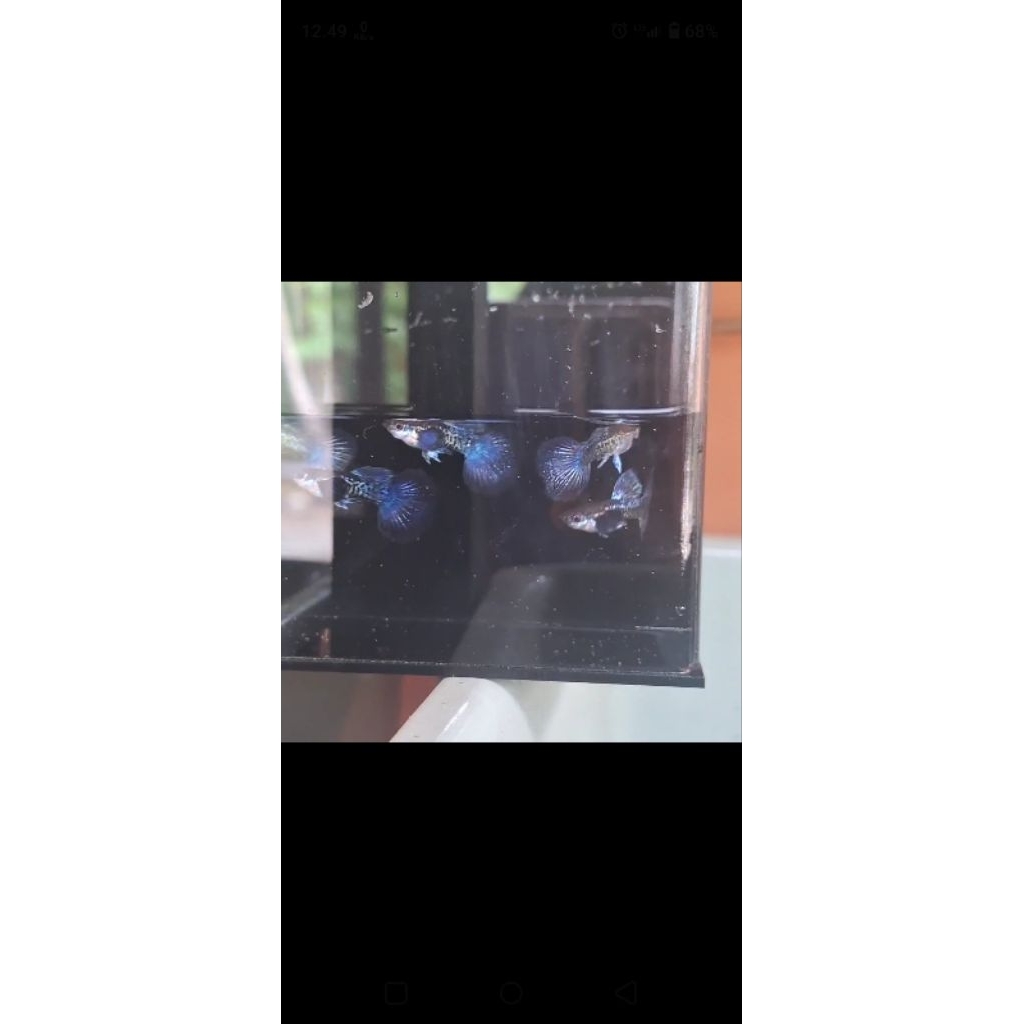 

Packing box SEPASANG PURPLE DRAGON VIDEO WA AJA