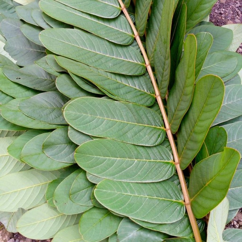 

DAUN KIMANILA SEGAR KETEPENG CINA 100 GRAM