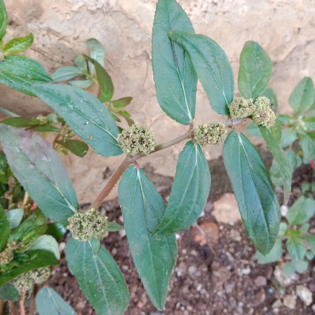 

Daun patikan kebo 500g