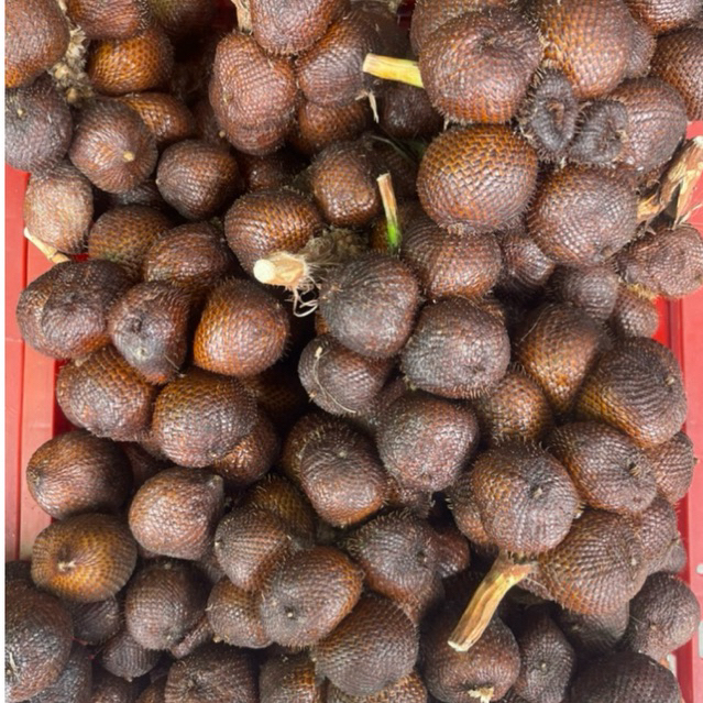 

Salak Gula Bali | Salak Gula Pasir Manis Fresh 1 Kg