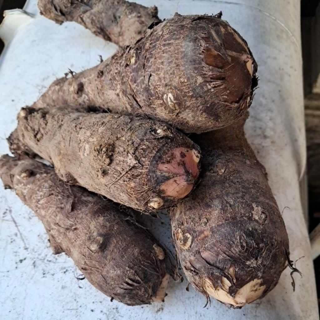 

Talas mbote putih punel 1kg