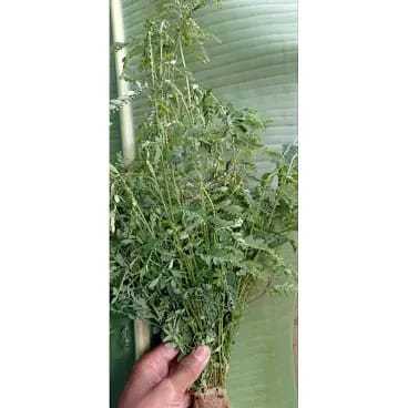 

daun batang meniran herbal segar fresh 100 gram