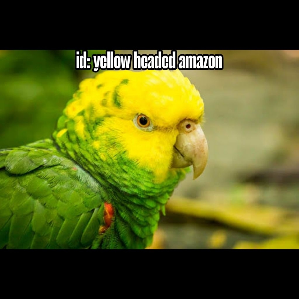 

Telur burung macaw Yellow Headed amazon fertil siap ditetaskan