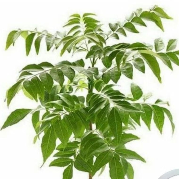 Pohon salam kari koja / Tanaman hias kari / Pohon kari