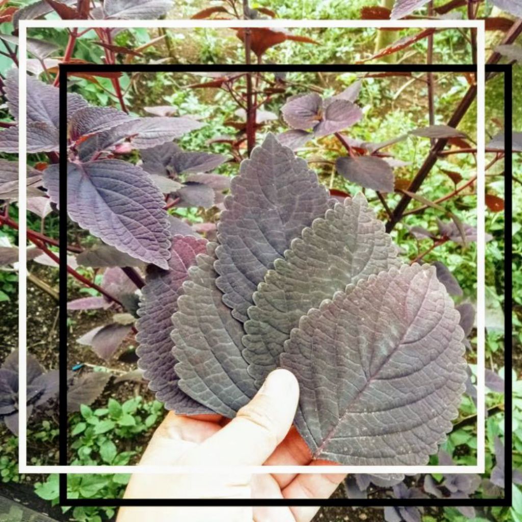 

daun miana merah jawer kotok 50 lembar daun herbal