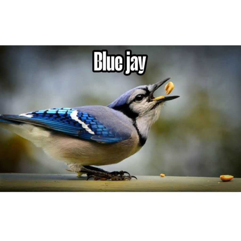 

Telur Blue Jay fertil siap tetas garansi 100%