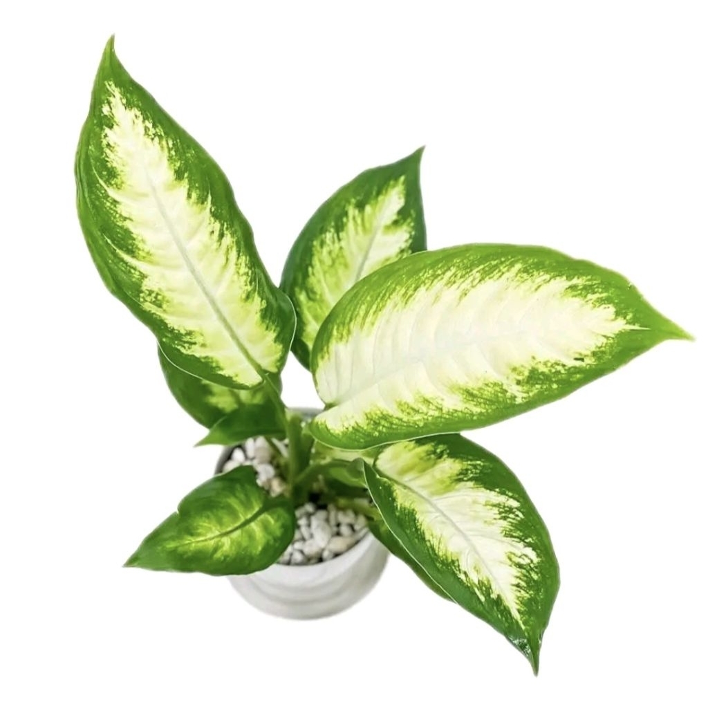 (BISA COD) Tanaman Blanceng Putih / Aglonema Tissue