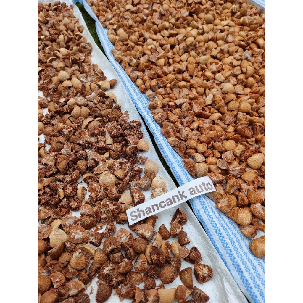 

buah pinang, jambe, jebug kering 500g belah empat fress, pengering jemur matahari