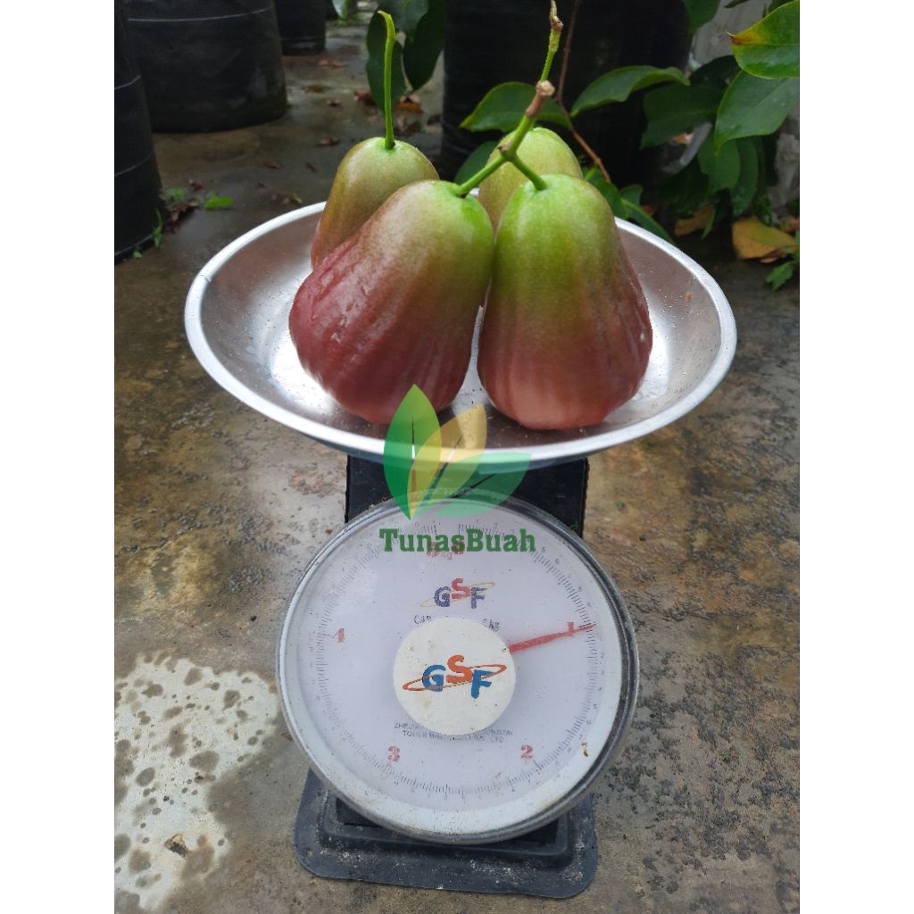 Bibit Jambu Air King Rose Apple Valid - Cangkok Stabil