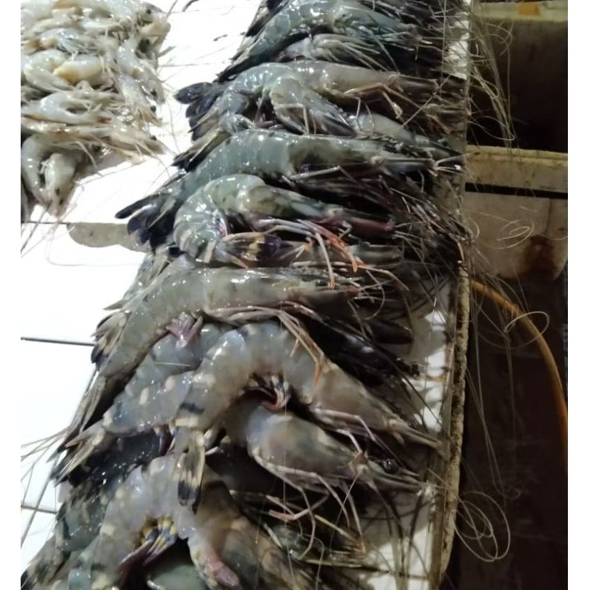 

udang pancet size 20-25 1 kg