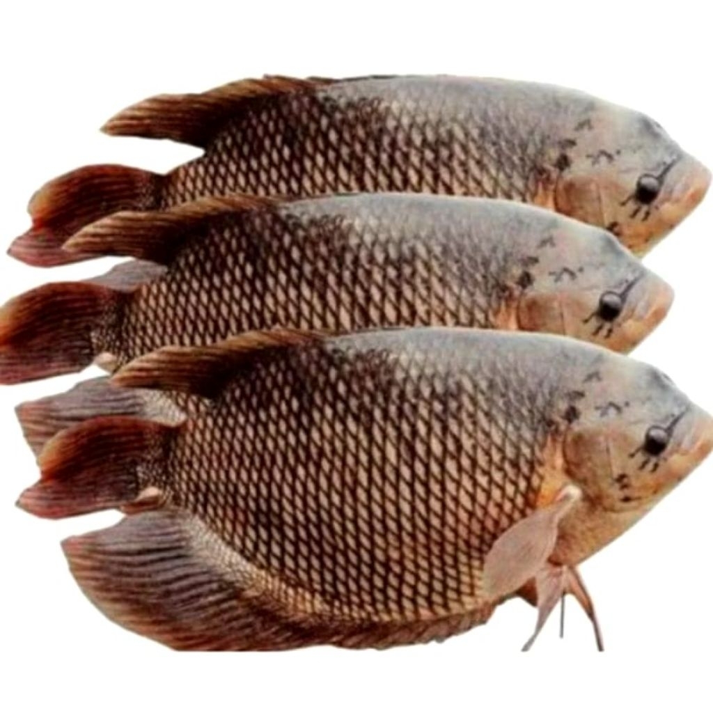 

Ikan gurame segar (1 kg isi 3) terlaris