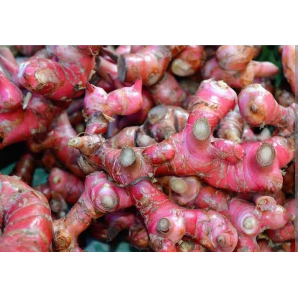 

jahe merah 500 gram bppn