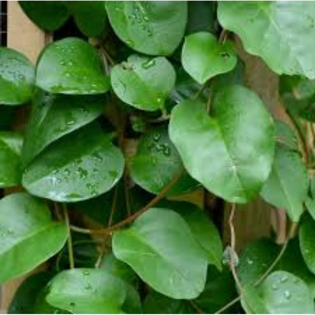 

Daun Binahong