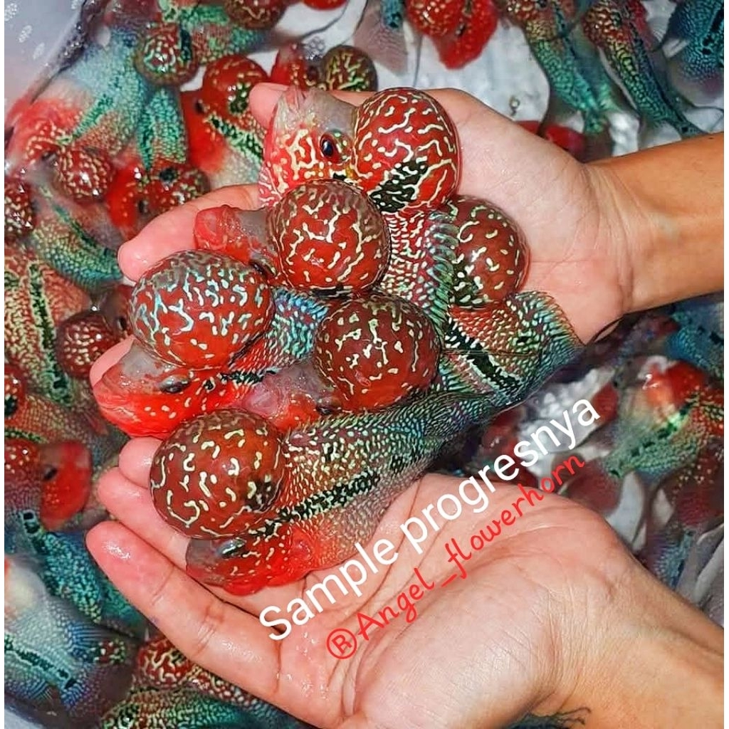 Burayak SRD gen Boomhead grade super