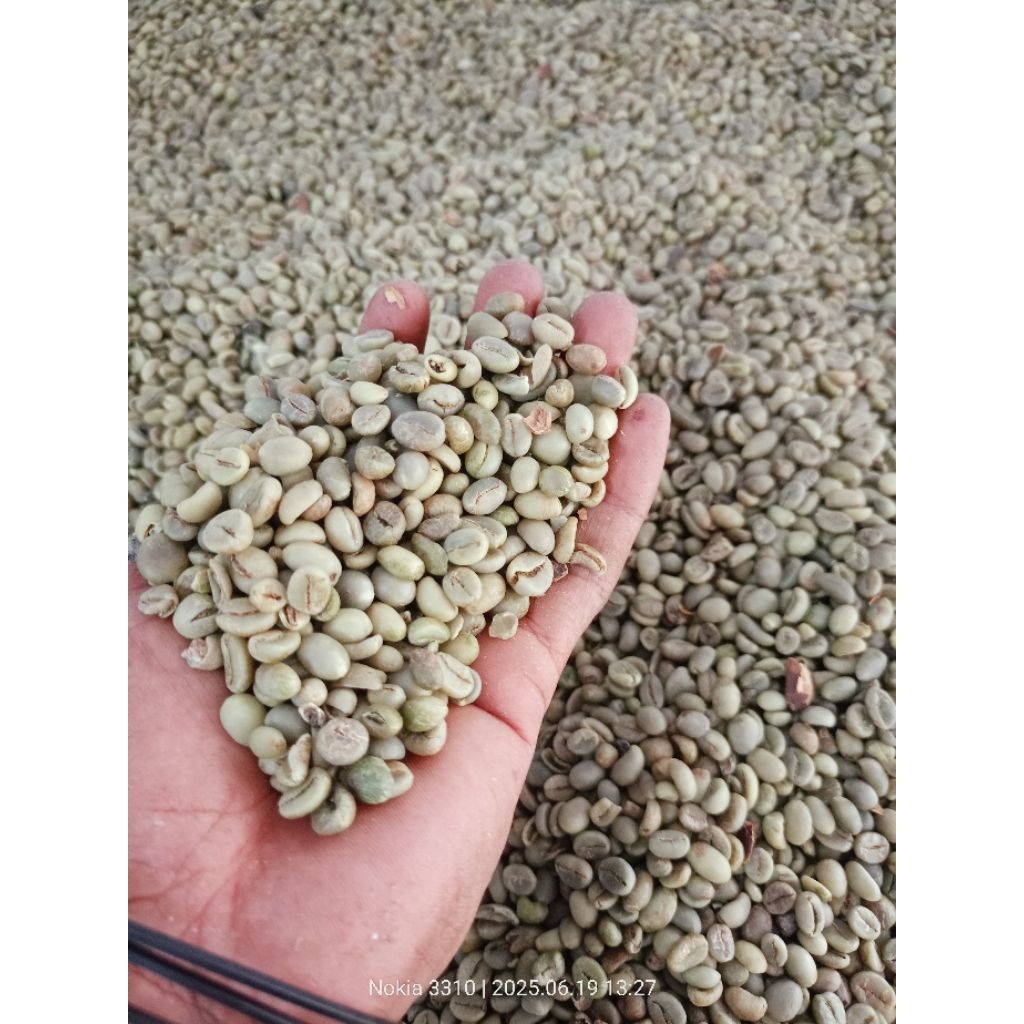 

Biji kopi mentah robusta asalan super (non sortir).