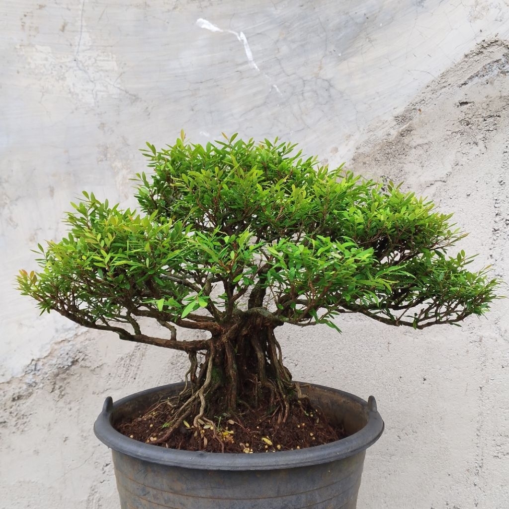 BONSAI CENDRAWASIH