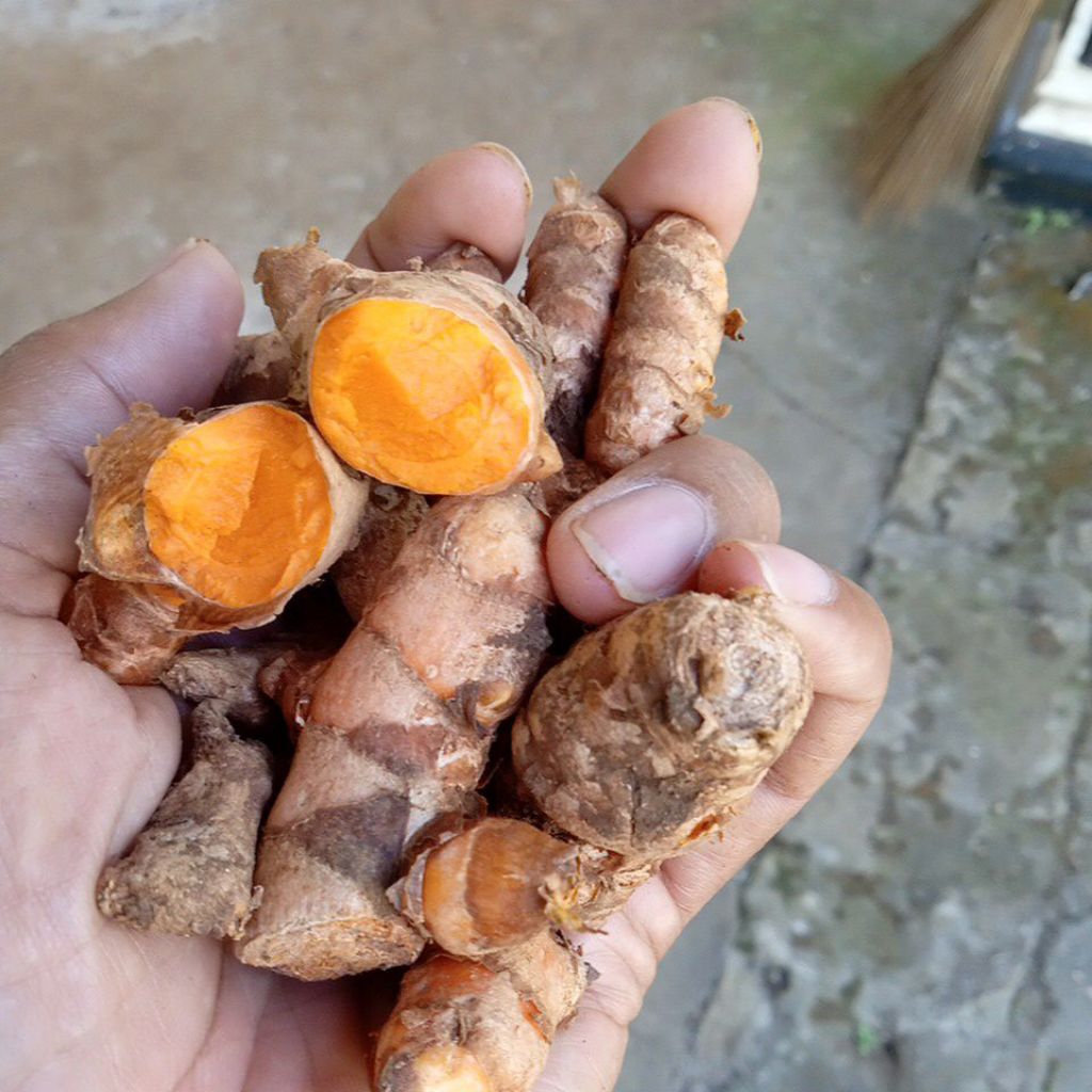 

Kunyit segar/basah