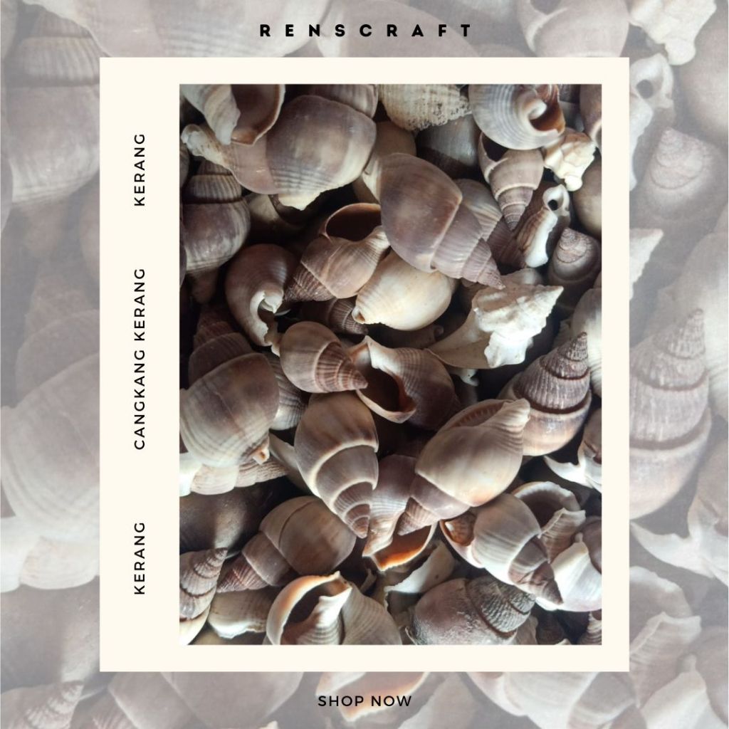 (±40 pcs) Kulit Kerang Mix Sedang Besar / Cangkang Kerang / Shell / Kerajinan Tangan / Hiasan DIY / 