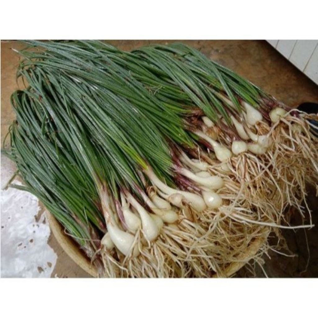 

BAWANG KUCAI/KUCAI SEGAR/BAWANG BATAK/KUCAI LONGKIO/GARLIC CHIVES/KUCAI SEGAR 1 IKET