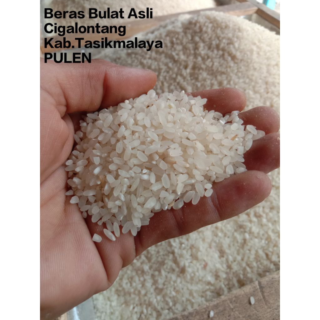 

Beras bulat Cigalontang, beras bulat bepak, beras bulat berkualitas