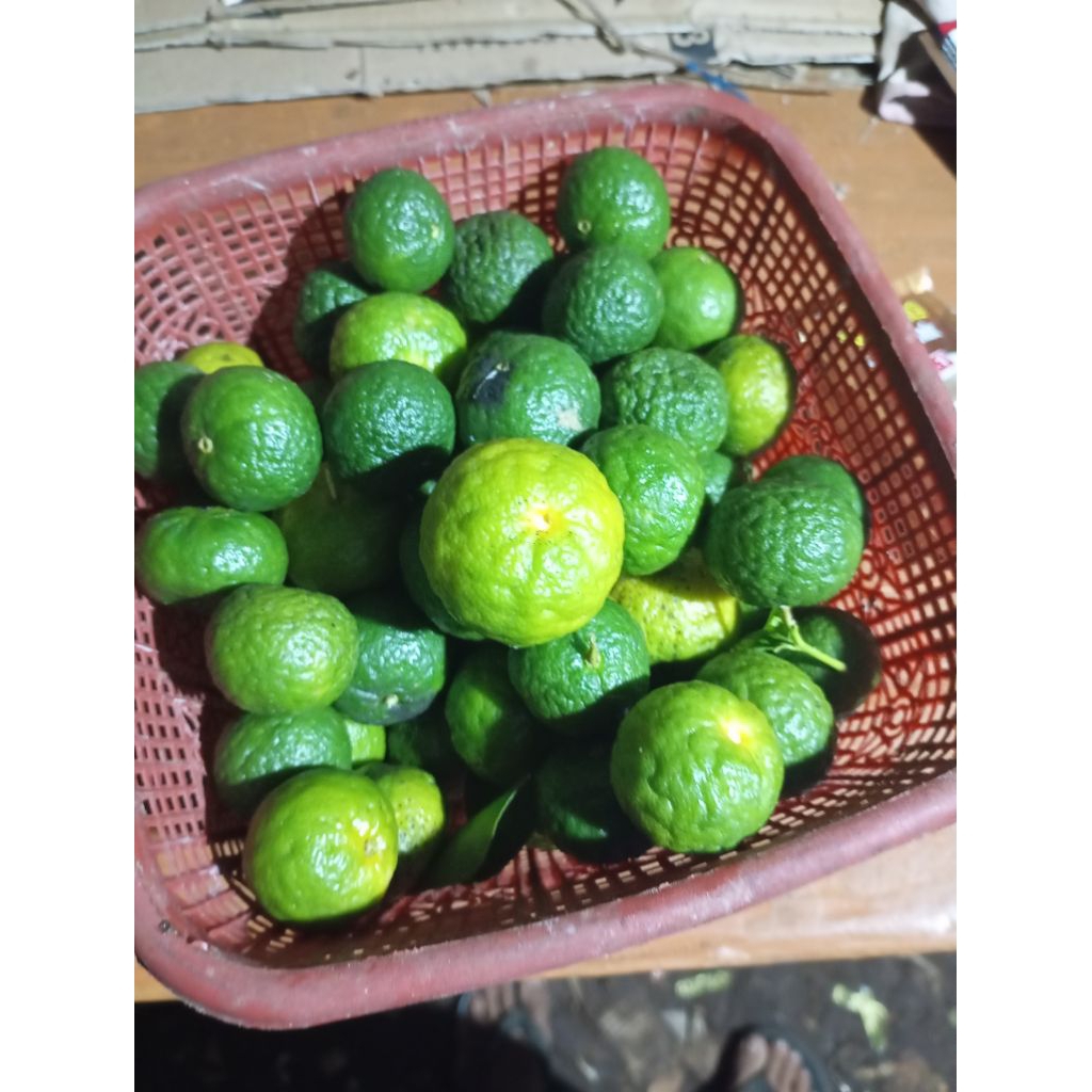 

jeruk limau segar ukuran besar 1 kilo