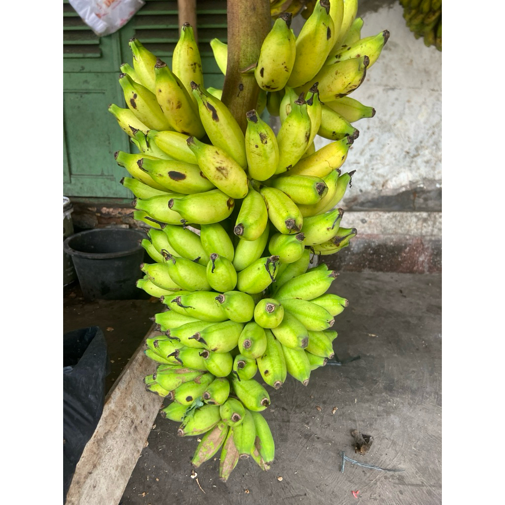 

Pisang Lampung