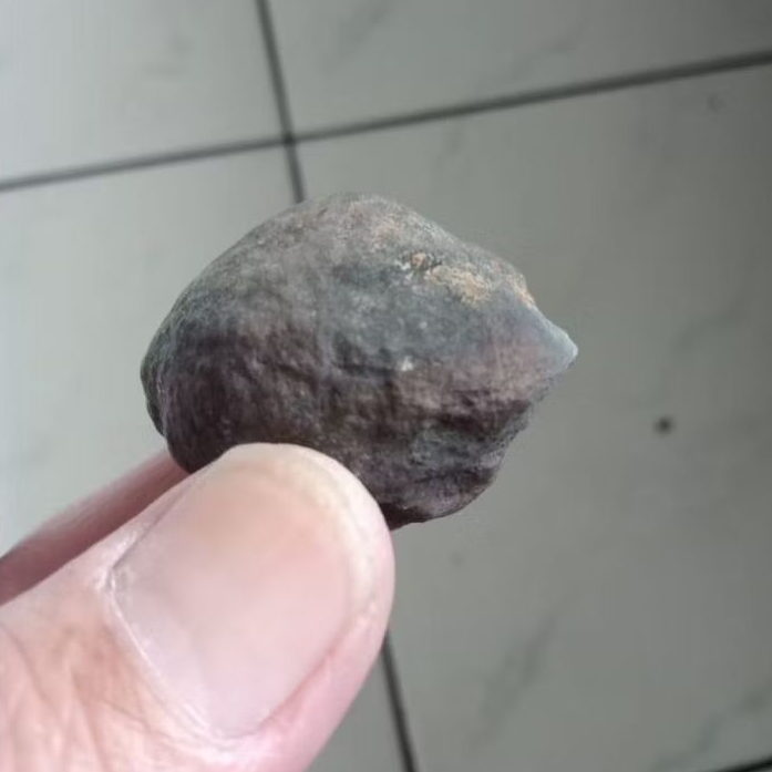 Kemiri Adu Muncang Adu Obral Jalim Super Full Tua