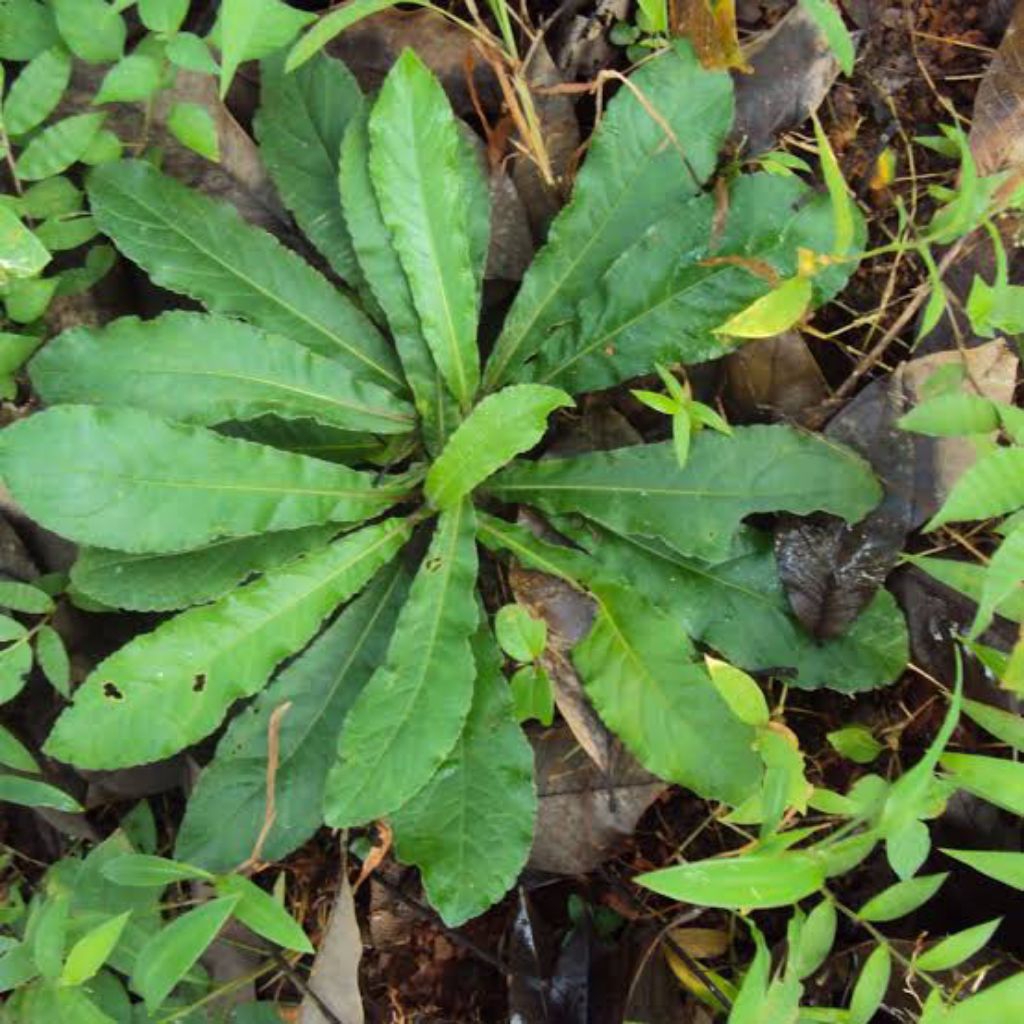 

Daun Tapak liman segar di jual per 100gram