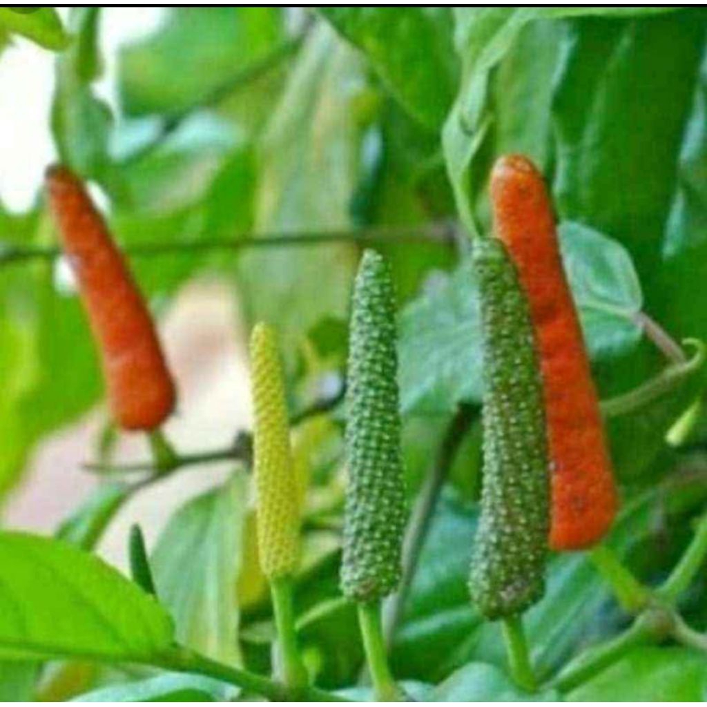 

Cabe Puyang segar merah 200 gram