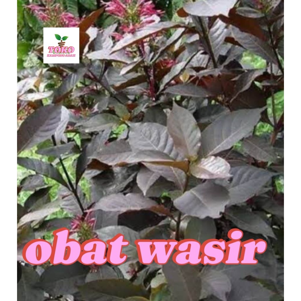 

daun handelem 500grm