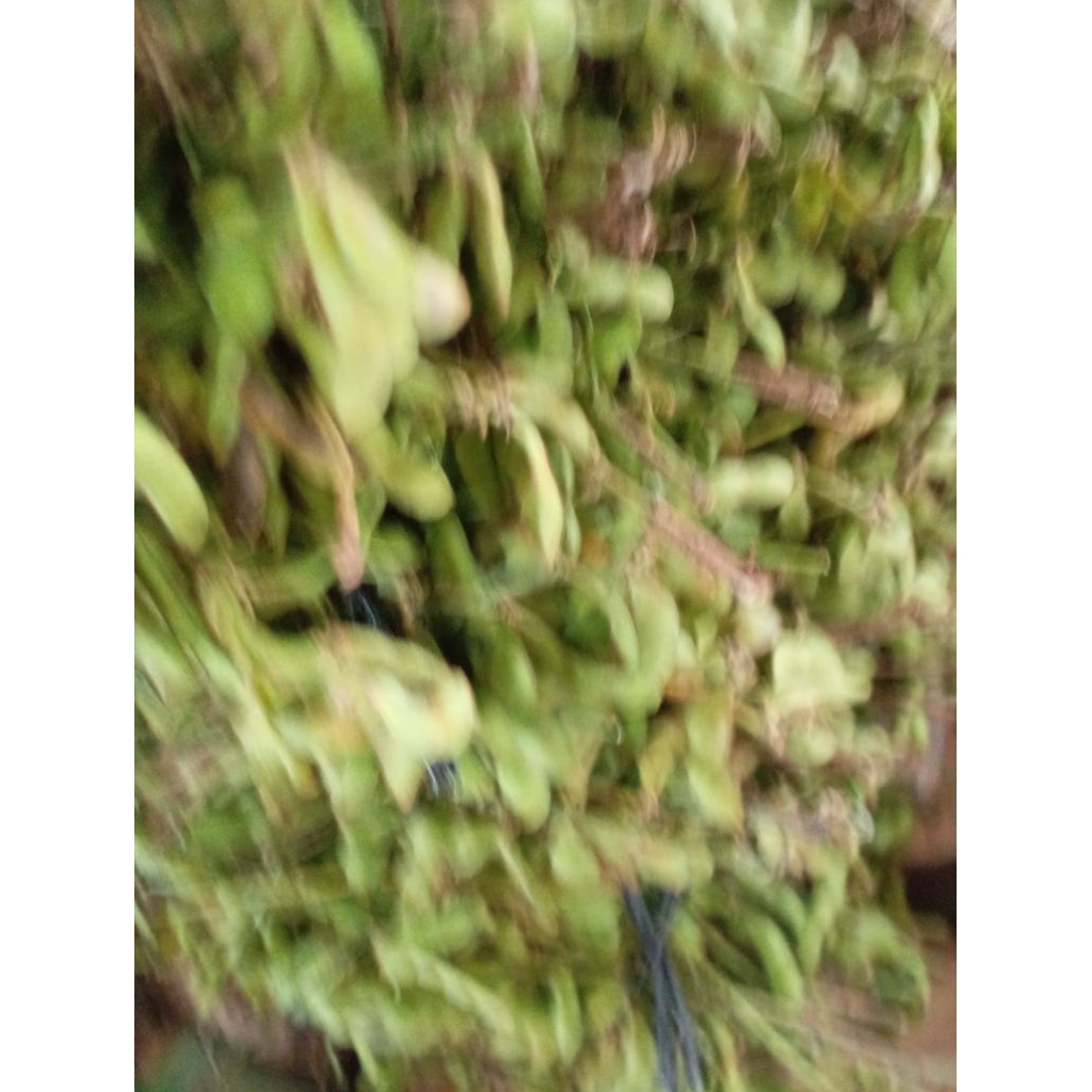 

Kacang Dele Kedelai / Soya kulit mentah ikat